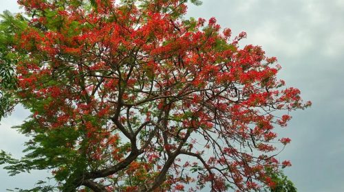 কৃষ্ণচূড়া গাছের লাল আবহে সেজেছে প্রকৃতি।