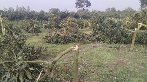 ঠাকুরগাঁওয়ে রাতের আঁধারে শতাধিক আমগাছ কেটে দিল দুর্বৃত্তরা