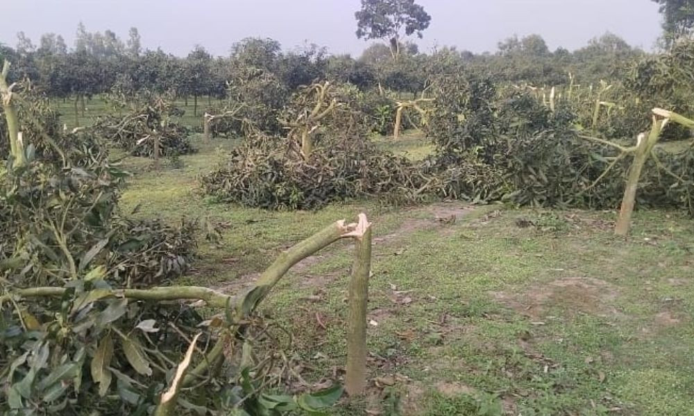 ঠাকুরগাঁওয়ে রাতের আঁধারে শতাধিক আমগাছ কেটে দিল দুর্বৃত্তরা